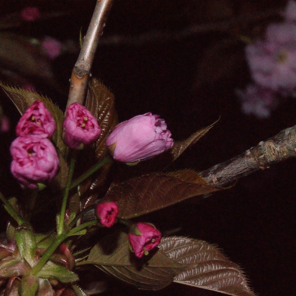 Meet your Posher, Lotus - Picture 1 of 5